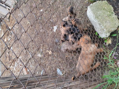 Ciobanesc Belgian Malinois foto