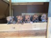 Pui amstaff