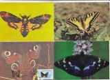 bnk cp Insecte - Fluturi - lot 16 carti postale
