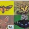bnk cp Insecte - Fluturi - lot 16 carti postale