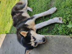 Husky siberian foto