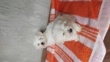 Bichon maltez, Pedigree