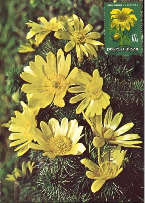 Romania,adonis vernalis, carte maxima foto