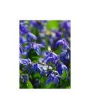 Gloria Zapezii Scilla, Spring Beauty, Albastru, 8/9, 1 Bulb