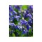 Gloria Zapezii Scilla, Spring Beauty, Albastru, 8/9, 1 Bulb