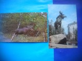 HOPCT LOT NR 460 CERVIDE POLARE -FAUNA-2 CARTI POSTALE-NECIRCULATE, Circulata, Printata