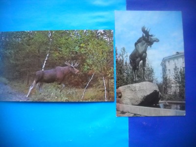 HOPCT LOT NR 460 CERVIDE POLARE -FAUNA-2 CARTI POSTALE-NECIRCULATE foto