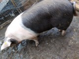 Vand purcea rasa pietran, 250kg 12 luni