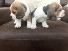 Pui de Beagle Tricolor