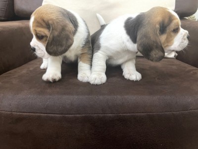 Pui de Beagle Tricolor foto