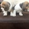 Pui de Beagle Tricolor