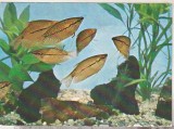 Bnk cp Constanta - Acvariu - Trichogaster Lerri - necirculata, Printata