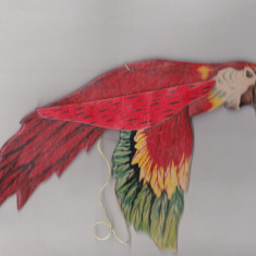 bnk div - Ornament papagal - anii `80