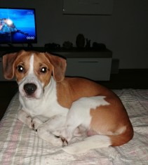 Donez beagle metis foto