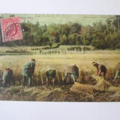 Carte postala Pakistan recoltarea culturii de orez,circulată 1904