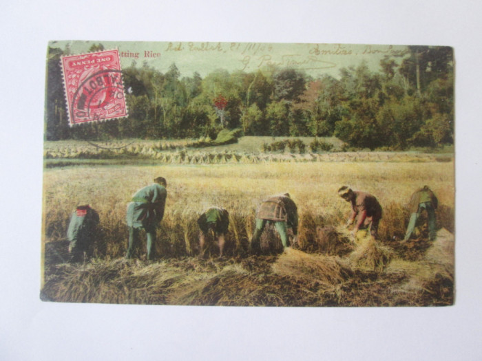 Carte postala Pakistan recoltarea culturii de orez,circulată 1904