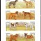 KIRGHIZSTAN, K&Acirc;RG&Acirc;ZSTAN, Kyrgyzstan 2000, Fauna, Caini, serie neuzata, MNH