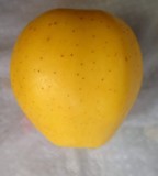 De vanzare puieți de MAR la ghiveci, cu rezistenta genetica la Rapanul marului.