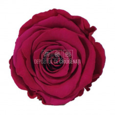 Trandafiri Criogenati XL PIN-05 (Ø6-6,5cm, set 6 buc /cutie)