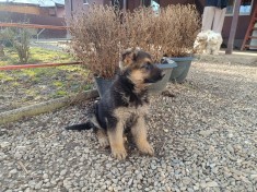 Pui ciobănesc german