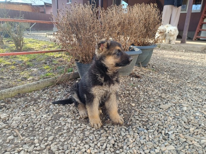 Pui ciobănesc german