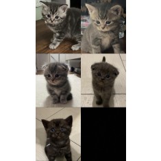 Cauti Pui British Silver Tabby (4 baieti si o fetita)? Vezi oferta 
