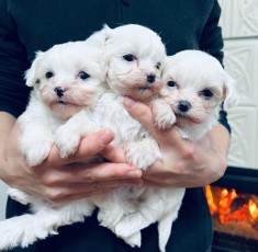 Bichon Maltese mini toy foto