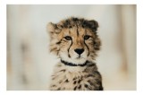 Tablou Canvas, "T&acirc;nărul ghepard pradă viselor stelare", Sorry, I can't identify animals in photos., 39 x 26 cm, CMCLASS