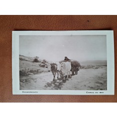 Carte postala, reproducere dupa tabloul Car cu boi/grigorescu, perioada interbelica