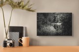 Tablou Canvas, "Bivol &icirc;ntr-o pădure misterioasă", Cow, Forest, Bushes, Monochrome, Nature, Wilderness, Horns, Grazing, Dense, Foliage, 39 x 26 cm, CMC