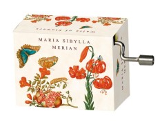 Flasneta Maria Sibylla Merian Fluturi foto