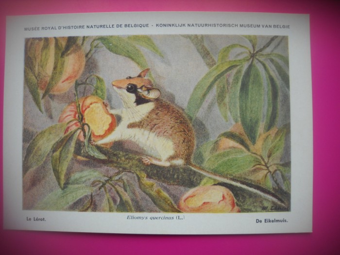 HOPCT 6250 ELIOMYS QUERCINUS -ROZATOARE -FAUNA EUROPA-CP CHROMO LITHO -MUZEUL REGAL STIINTE NATURALE BELGIA-NECIRCULATA