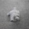 Pompa de apa auxiliara MERCEDES-BENZ GLA X156 2015 OEM: A21183503640392023000 3674421