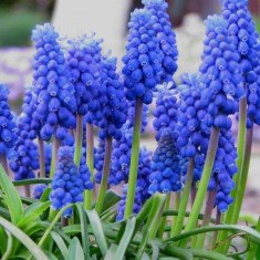 MUSCARI Armeniacum 8 lei = 20 bulbi foto