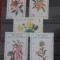 TS24/01 Timbre Comores Nestampilat - Flora