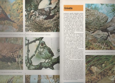 La vie animale de A a Z (vol. 8) foto