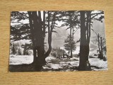 QW23 B - Carte postala - tematica turism - vedere - Romania - Baile Tusnad 15, Circulata, Fotografie