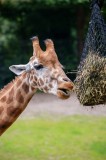 Tablou Canvas, "Girafa savur&acirc;nd pr&acirc;nzul suspendat", Giraffe, Patches, Browsing, Tall, Eating, Nature, 26 x 39 cm, CMCLASS