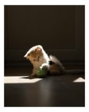 Tablou Canvas, "Pisoiul curios și mingea colorată", Pisoi, Minge, Joacă, Lumină, Umbră, Podea, Blană, Jucăuș, Drăgălaș, Tandrețe, 26 x 39 cm, CMCLASS