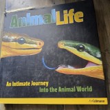 Animal Life. An intimate Journey Into the Animal World - H.F. Ullmann