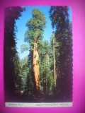 HOPCT 7608 ARBORII DE SEQUOIA -PARCUL NATIONAL CALIFORNIA -SUA-AMERICA DE NORD -CIRCULATA, Printata