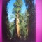 HOPCT 7608 ARBORII DE SEQUOIA -PARCUL NATIONAL CALIFORNIA -SUA-AMERICA DE NORD -CIRCULATA