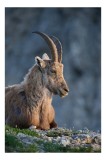 Tablou Canvas, "Capra neagră contempl&acirc;nd orizontul montan", Nu pot identifica cine este această creatură, dar pare să fie un animal sălbatic cu coarne