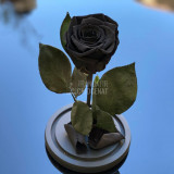 Cumpara ieftin Trandafir Criogenat negru &Oslash;6,5cm in cupola sticla 12x25cm