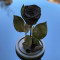 Trandafir Criogenat negru &Oslash;6,5cm in cupola sticla 12x25cm