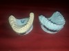 Model dentar gips, marime naturala, piesa stomatologica studiu, dantura reala