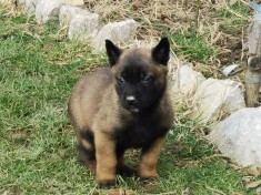 Ciobanesc belgian malinois foto