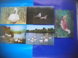 HOPCT LOT NR 371 PASARI DIN DELTA DUNARII -TULCEA-5 CARTI POSTALE-NECIRCULATE