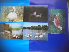 HOPCT LOT NR 371 PASARI DIN DELTA DUNARII -TULCEA-5 CARTI POSTALE-NECIRCULATE