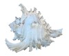 COCHILIE MELC RAMOSE MUREX